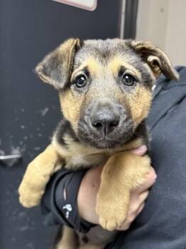 German Shepherd Dog Dogs Available for Adoption in Redlands, California - PICO | PetCurious