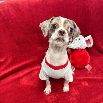 Jeffrey -  Maltese Dog for Adoption in Houston, Texas - Jeffrey | PetCurious