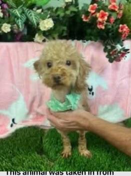 Rescue Miniature Poodle Dogs for Adoption in Visalia, California - Teddy | PetCurious