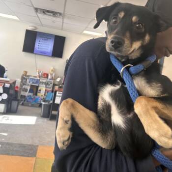 Mixed Breed Dogs Available for Adoption - Chop | PetCurious