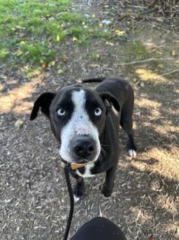 Raven -  Mixed Breed Dog for Adoption in Myerstown, Pennsylvania - Raven | PetCurious