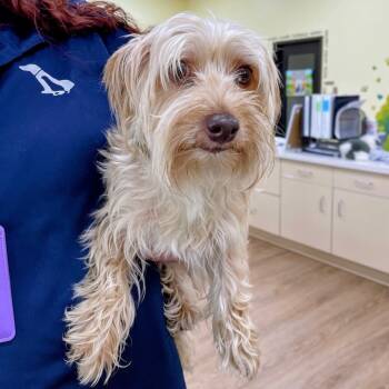 Key Lime Pie -  Yorkshire Terrier and Mixed Breed Dog for Adoption in Lyndhurst, Virginia - Key Lime Pie | PetCurious
