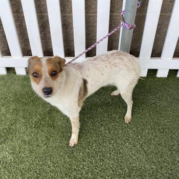 A611355 -  Australian Cattle Dog Blue Heeler and Mixed Breed Dog for Adoption in Modesto, California - A611355 | PetCurious