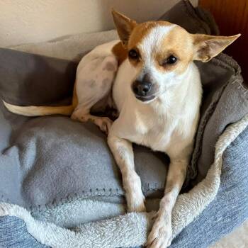 Chihuahua and Toy Fox Terrier Dogs Available for Adoption - Delilah | PetCurious