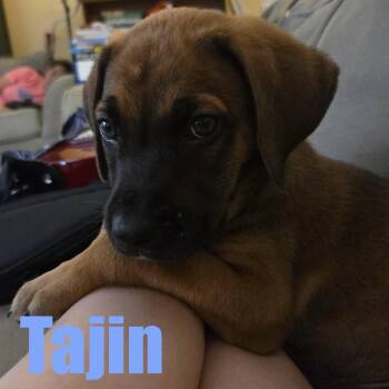 Tajin -  Hound and Mixed Breed Dog for Adoption in Ellicott City, Maryland - Tajin | PetCurious