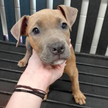 Rescue Rhodesian Ridgeback Dogs for Adoption in Jasper, Indiana - Goldy | PetCurious