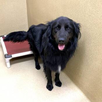 Indiana -  Border Collie and Retriever Dog for Adoption in Monroe, Georgia - Indiana | PetCurious