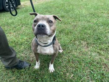 Rescue Pit Bull Terrier Dogs for Adoption in Elberon, Virginia - Alien | PetCurious