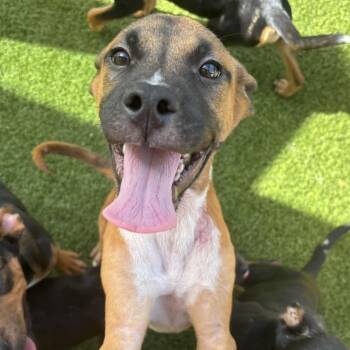 Anchor 8068 -  Mixed Breed Dog for Adoption in Loxahatchee Groves, Florida - Anchor 8068 | PetCurious