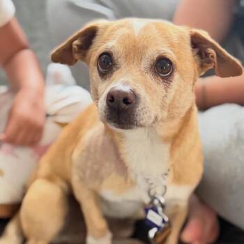Chihuahua and Mixed Breed Dogs Available for Adoption in San Francisco, California - Bruce | PetCurious