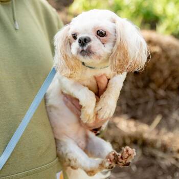 Shih Tzu Dogs Available for Adoption in Chester Springs, Pennsylvania - Toby | PetCurious
