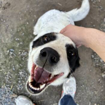 Bailee -  Mixed Breed Dog for Adoption in Bonners Ferry, Idaho - Bailee | PetCurious