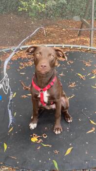 Rescue Pit Bull Terrier and Labrador Retriever Dogs for Adoption in Davis, California - Rookie | PetCurious