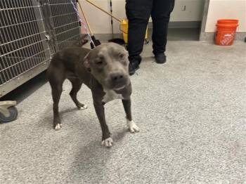 Rescue Pit Bull Terrier Dogs for Adoption in Houston, Texas - A644730 | PetCurious