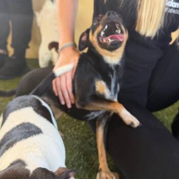 Jack Russell Terrier and Chihuahua Dogs Available for Adoption in West Palm Beach, Florida - Zula | PetCurious