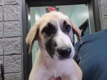 HEATHER -  Anatolian Shepherd and Mixed Breed Dog for Adoption in Tulsa, Oklahoma - HEATHER | PetCurious