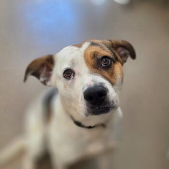 Hound Dogs Available for Adoption - Gus | PetCurious