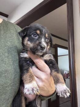 26-120 Crockett "JUST ARRIVED" -  Shepherd and Cattle Dog Dog for Adoption in Richardson, Texas - 26-120 Crockett "JUST ARRIVED" | PetCurious