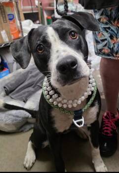 Molly -  Catahoula Leopard Dog Dog for Adoption in Boca Raton, Florida - Molly | PetCurious