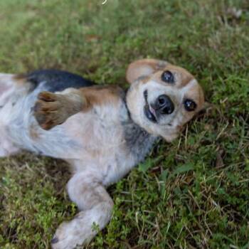 Daisy Duke -  Beagle Dog for Adoption in Spring Hill, Tennessee - Daisy Duke | PetCurious
