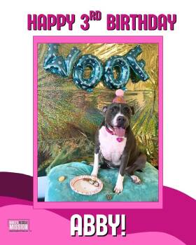 Abby -  Pit Bull Terrier and American Bully Dog for Adoption in Torrance, California - Abby | PetCurious
