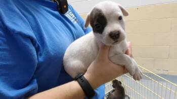 PEARL -  Labrador Retriever and Pit Bull Terrier Dog for Adoption in Tulsa, Oklahoma - PEARL | PetCurious