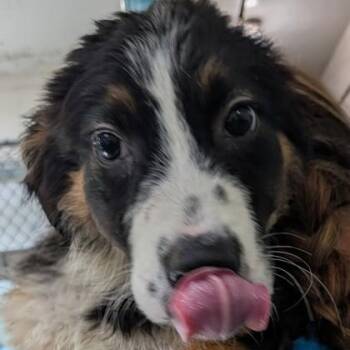 Australian Shepherd Dogs Available for Adoption in Flagstaff, Arizona - Jamison | PetCurious