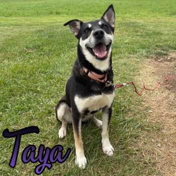Taya -  Shepherd and Husky Dog for Adoption in Hillsboro, Ohio - Taya | PetCurious