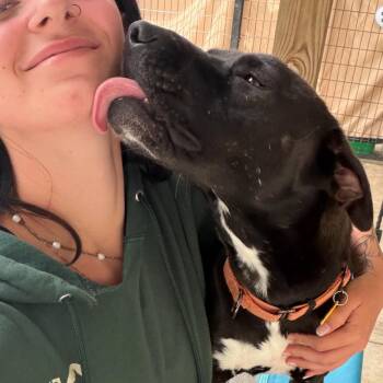 Josie -  Black Labrador Retriever and American Staffordshire Terrier Dog for Adoption - Josie | PetCurious