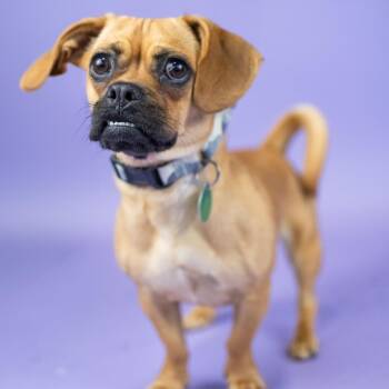 Midge -  Pug and Mixed Breed Dog for Adoption in Portland, Oregon - Midge | PetCurious