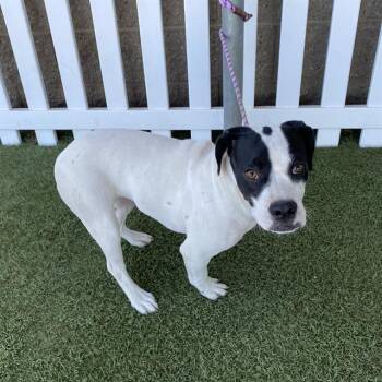 PEBBLES -  Staffordshire Bull Terrier and Mixed Breed Dog for Adoption in Modesto, California - PEBBLES | PetCurious