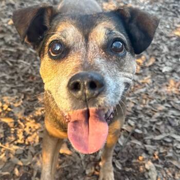 Rescue Hound Dogs for Adoption in Decatur, Georgia - Ethel Rose | PetCurious