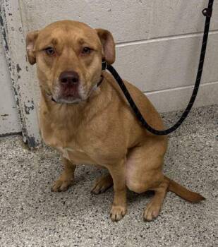 Mixed Breed Dogs Available for Adoption in Kansas City, Missouri - Corellia | PetCurious