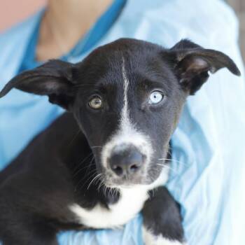 FABIEN -  Labrador Retriever Dog for Adoption in San Antonio, Texas - FABIEN | PetCurious