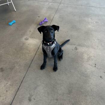 Rescue Black Labrador Retriever Dogs for Adoption in Guthrie, Oklahoma - Stack | PetCurious