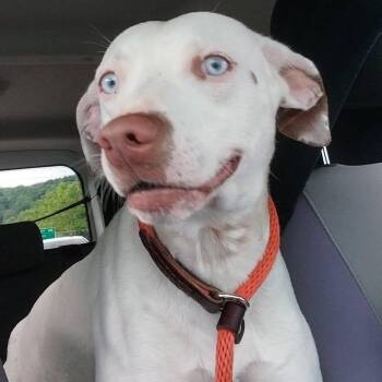 Mixed Breed Dogs Available for Adoption in Washington, Pennsylvania - Hank | PetCurious