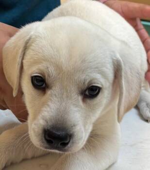 Mixed Breed Dogs Available for Adoption in Elizabethton, Tennessee - MORT | PetCurious