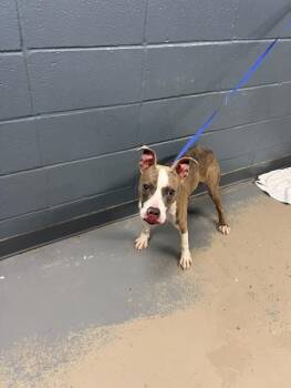 SMOKE -  Pit Bull Terrier and Mixed Breed Dog for Adoption in Tallahassee, Florida - SMOKE | PetCurious