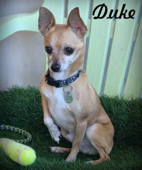 Rescue Chihuahua Dogs for Adoption in Anaheim, California - Duke | PetCurious