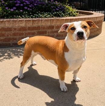 Bruno -  Pit Bull Terrier Dog for Adoption in Lathrop, California - Bruno | PetCurious