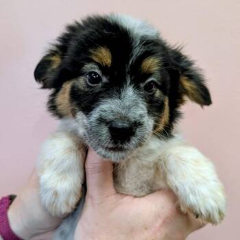 Principal -  Cattle Dog and Australian Cattle Dog Blue Heeler Dog for Adoption in Huntsville, Arkansas - Principal | PetCurious