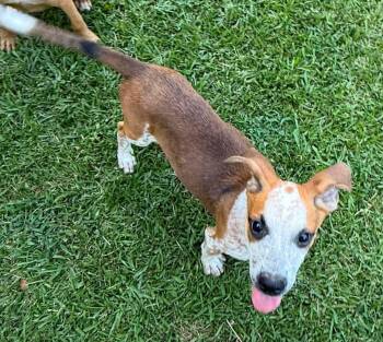 Notty -  Mixed Breed Dog for Adoption in Northwood, New Hampshire - Notty | PetCurious