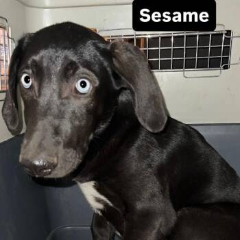Mixed Breed Dogs Available for Adoption - Sesame | PetCurious