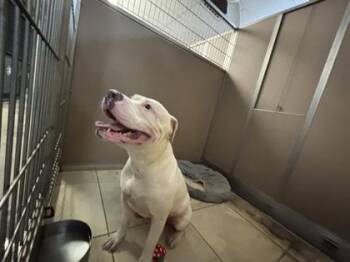 Fox Terrier and Mixed Breed Dogs Available for Adoption in Honolulu, Hawaii - Oioi | PetCurious