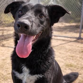 Labrador Retriever Dogs Available for Adoption in Valley Falls, Kansas - Hippolyta-Lyta | PetCurious