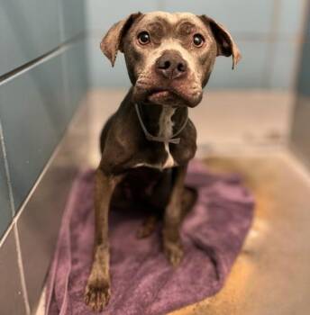 MILA -  Staffordshire Bull Terrier and Mixed Breed Dog for Adoption in Houston, Texas - MILA | PetCurious