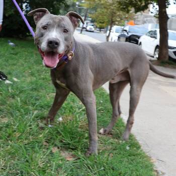Rescue Pit Bull Terrier Dogs for Adoption in Newark, New Jersey - Theo | PetCurious