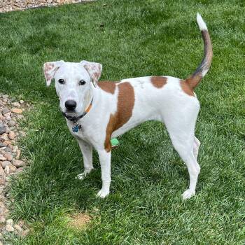 Pointer and Hound Dogs Available for Adoption - Lucille | PetCurious