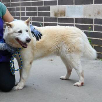 Mixed Breed Dogs Available for Adoption in Chamblee, Georgia - Bolt | PetCurious