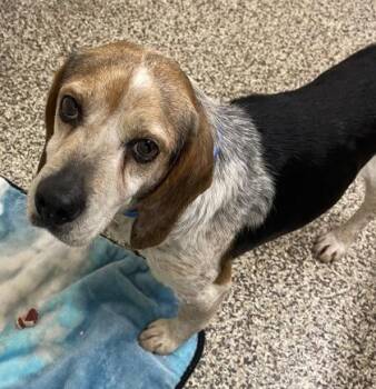 Beagle and Mixed Breed Dogs Available for Adoption in Westland, Michigan - Chicken | PetCurious
